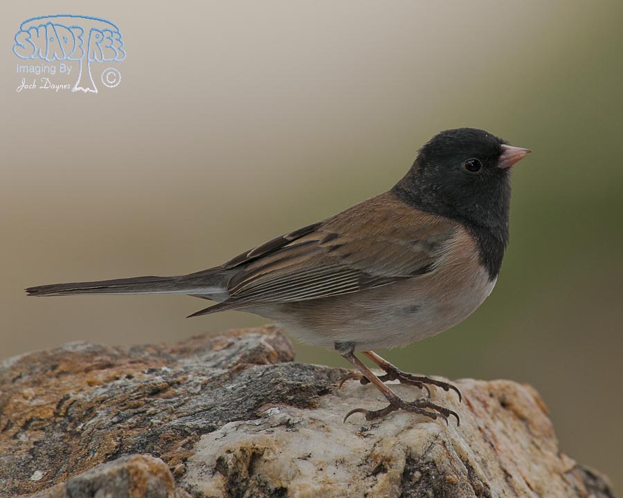 Dark-Eyed Junco - Junco hyemalis