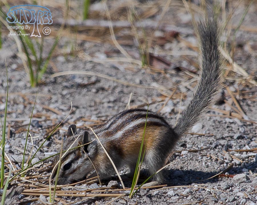 Chipmunk - Tamias sp.