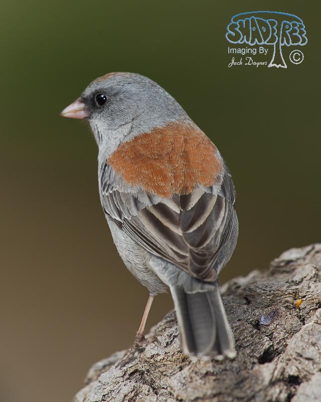 Dark-Eyed Junco - Junco hyemalis
