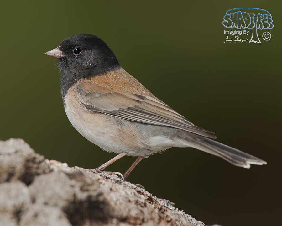 Dark-Eyed Junco - Junco hyemalis