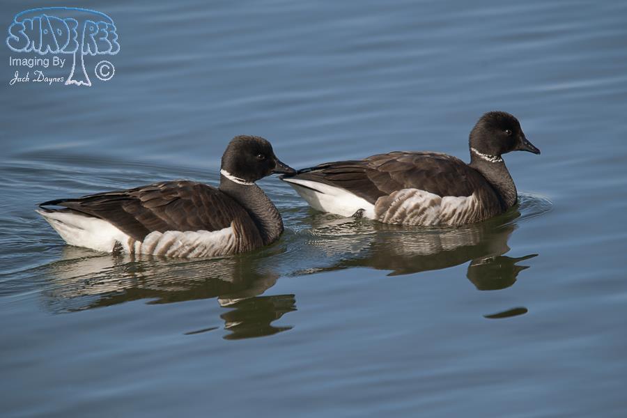 Brant - Branta bernicla