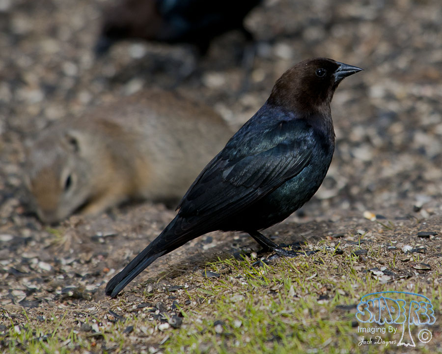 Brown-Headed Cowbird - Molothrus ater