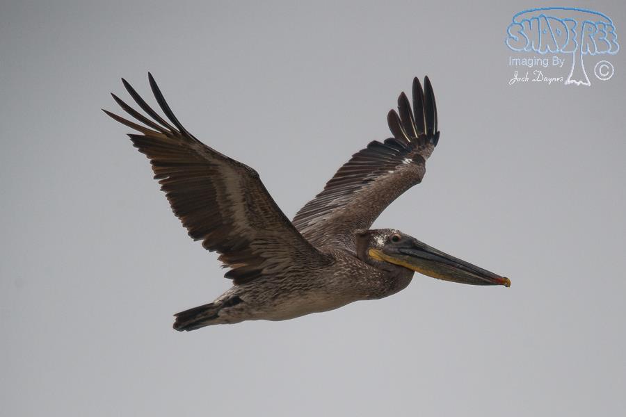 Brown Pelican - Pelecanus occidentalis