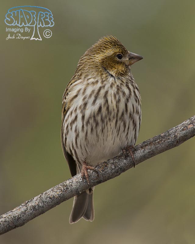 Cassin's Finch - Haemorhous cassinii