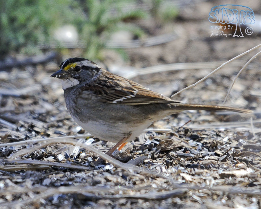 White-Throated Sparrow - Zonotrichia albicollis
