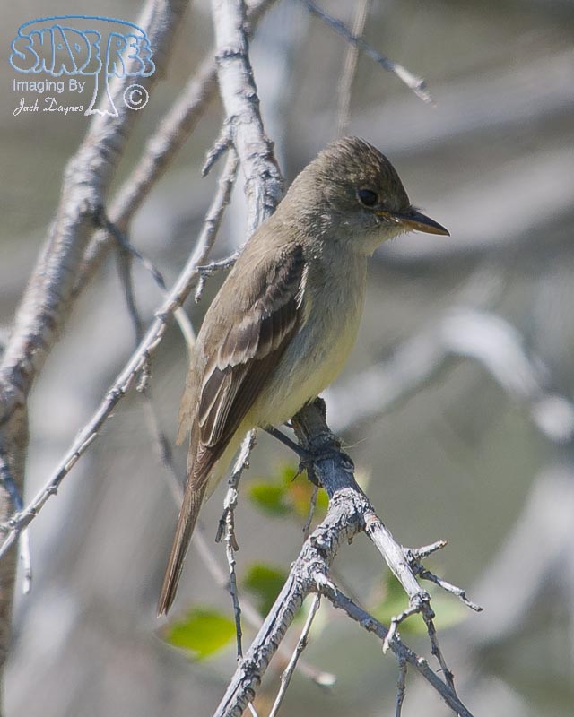 Willow Flycatcher - Empidonax traillii