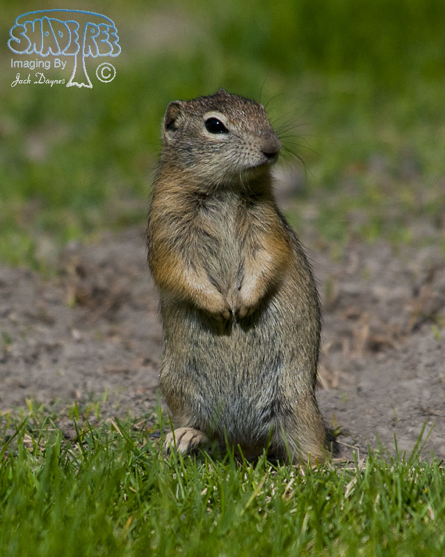 Belding's Ground Squirrel - Urocitellus beldingi
