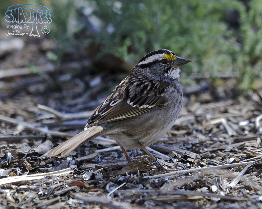 White-Throated Sparrow - Zonotrichia albicollis