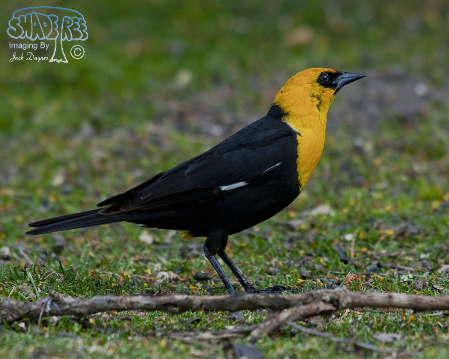 Yellow-Headed Blackbird - Xanthocephalus xanthocephalus