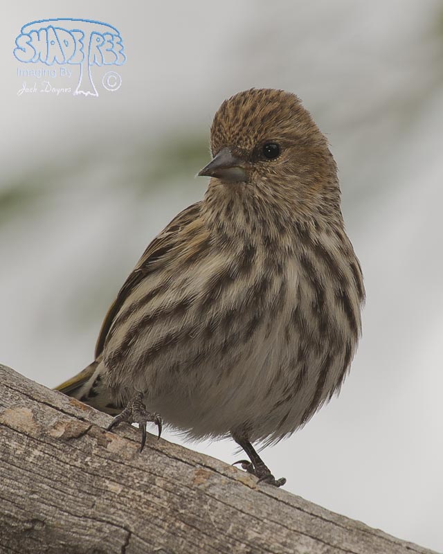 Pine Siskin - Spinus pinus