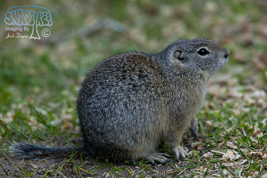 Belding's Ground Squirrel - Urocitellus beldingi