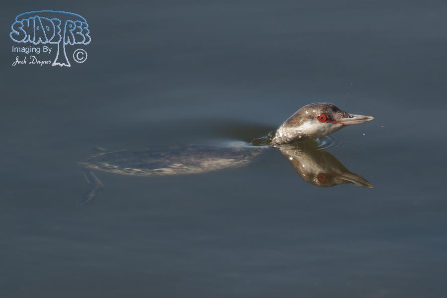 Horned Grebe - Podiceps auritus