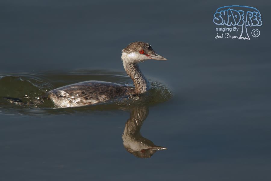 Horned Grebe - Podiceps auritus