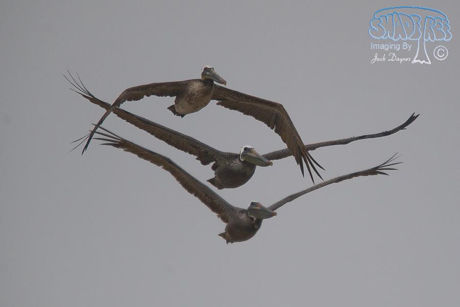 Brown Pelican - Pelecanus occidentalis