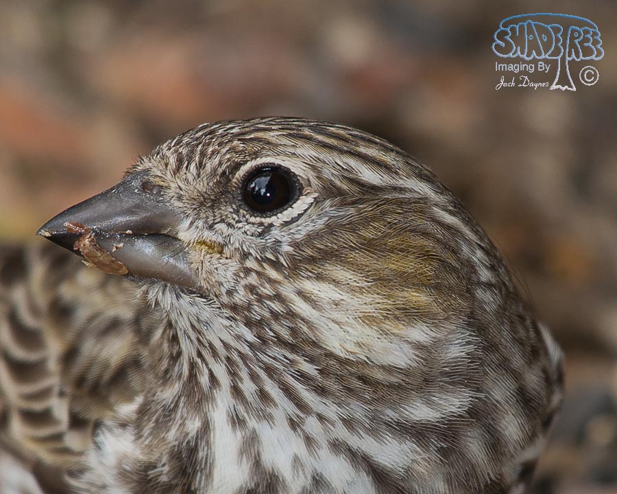 Cassin's Finch - Haemorhous cassinii