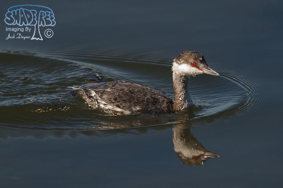Horned Grebe - Podiceps auritus