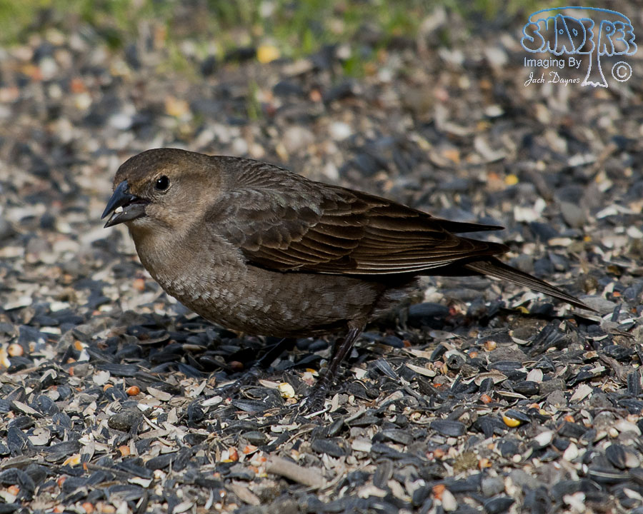 Brown-Headed Cowbird - Molothrus ater