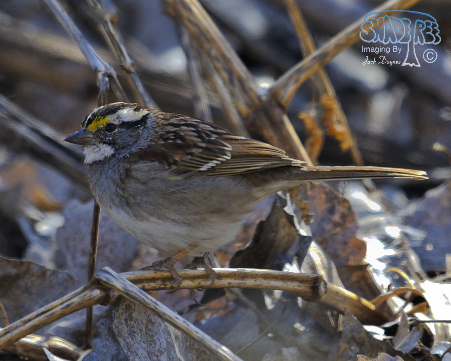 White-Throated Sparrow - Zonotrichia albicollis