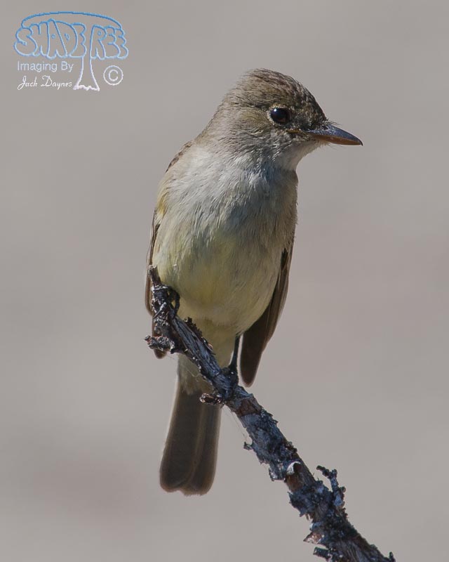 Willow Flycatcher - Empidonax traillii