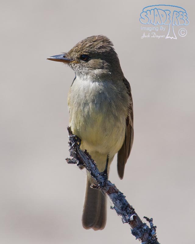 Willow Flycatcher - Empidonax traillii