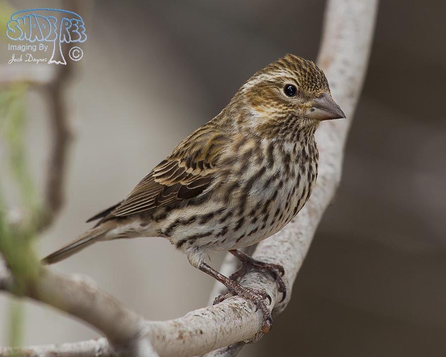 Cassin's Finch - Haemorhous cassinii