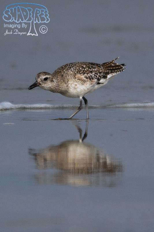Black-Bellied Plover - Pluvialis squatarola