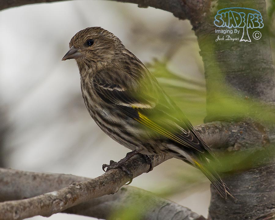 Pine Siskin - Spinus pinus
