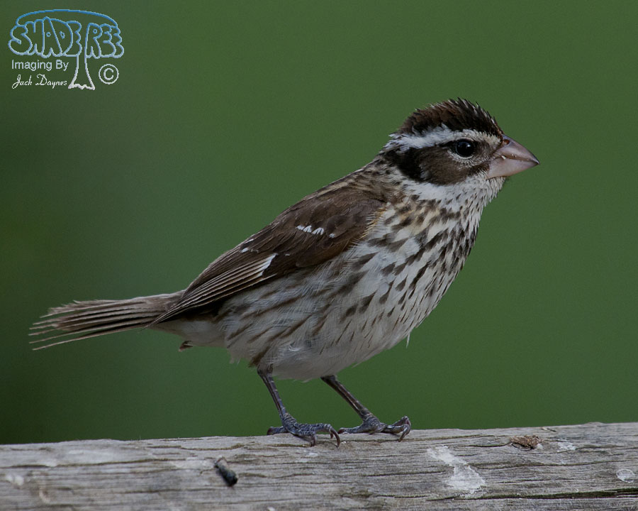 Rose-Breasted Grosbeak - Pheucticus ludovicianus