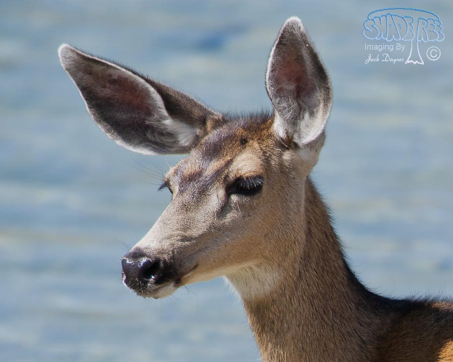 Mule Deer - Odocoileus hemionus