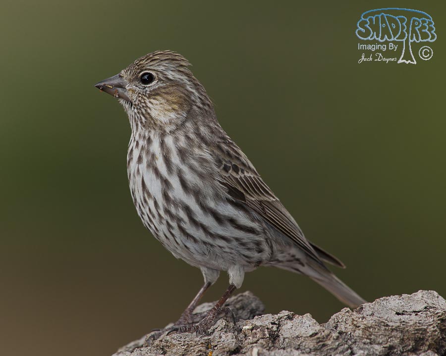 Cassin's Finch - Haemorhous cassinii