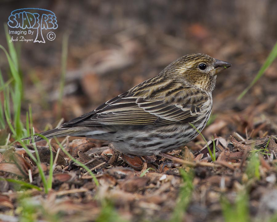 Cassin's Finch - Haemorhous cassinii
