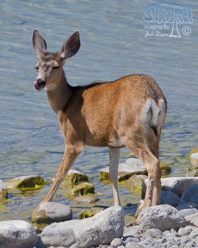 Mule Deer - Odocoileus hemionus