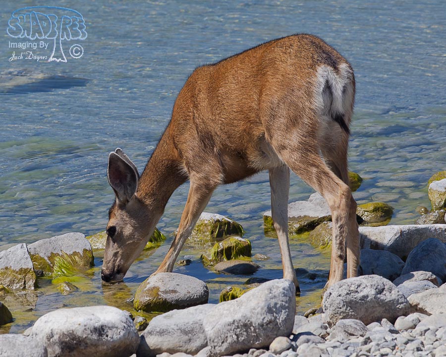 Mule Deer - Odocoileus hemionus