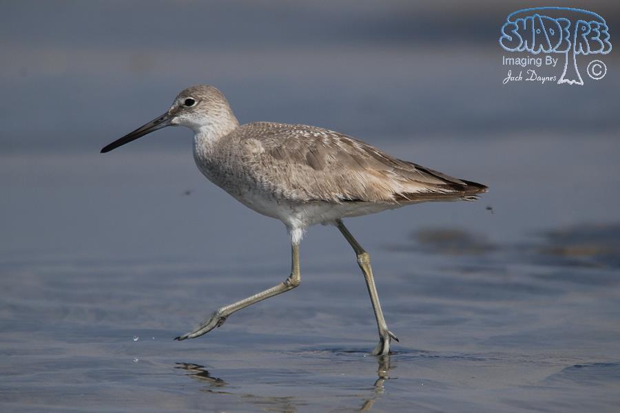 Willet - Tringa semipalmata