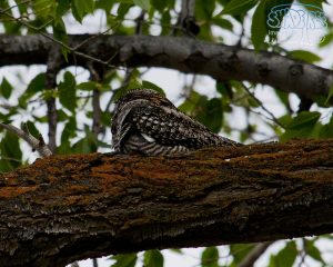 2015-06-02 Malheur Run