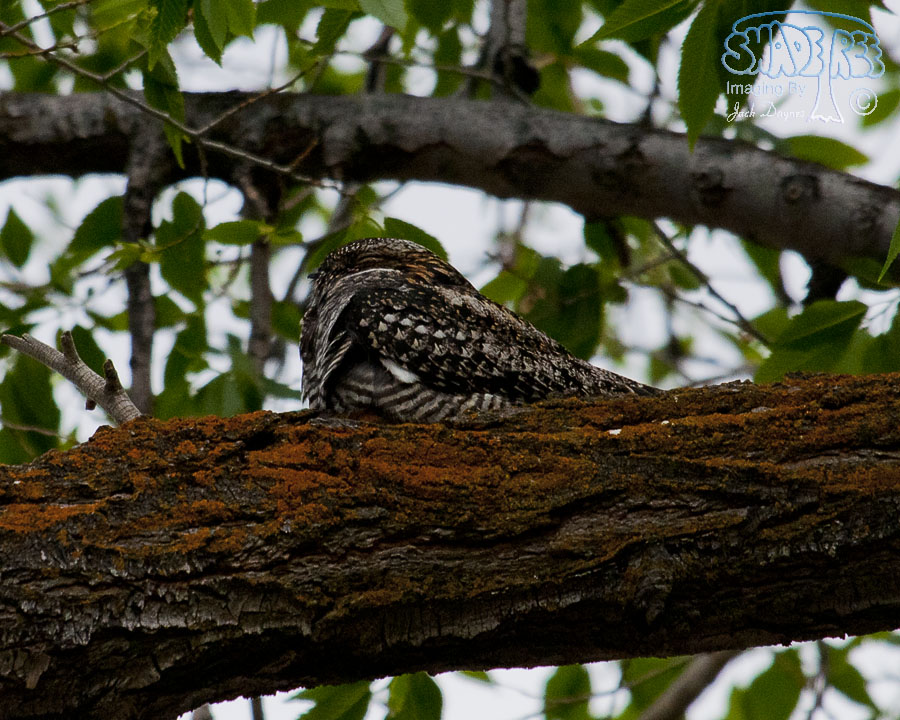 Common Nighthawk - Chordeiles minor