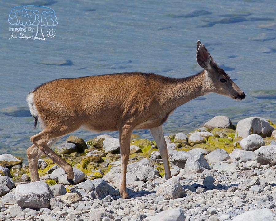 Mule Deer - Odocoileus hemionus