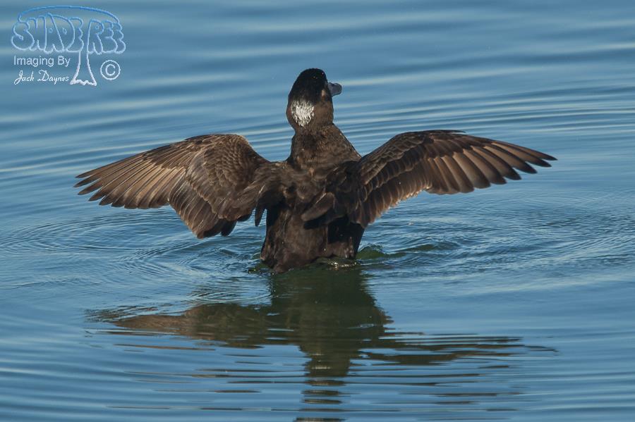 Surf Scoter - Melanitta perspicillata