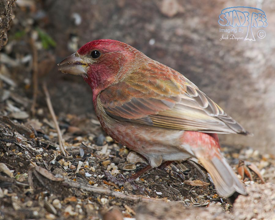 Purple Finch - Haemorhous purpureus