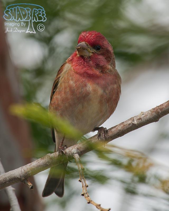 Purple Finch - Haemorhous purpureus