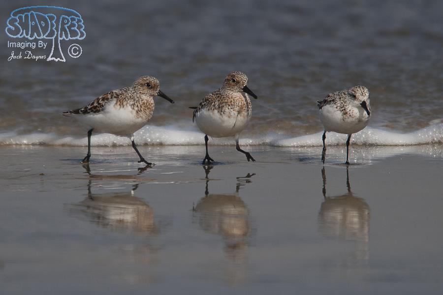 Sanderling - Calidris alba