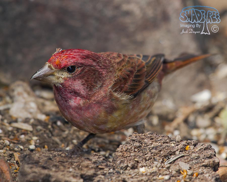 Purple Finch - Haemorhous purpureus
