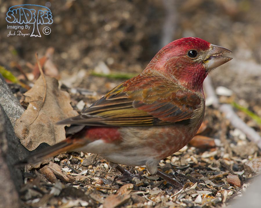 Purple Finch - Haemorhous purpureus