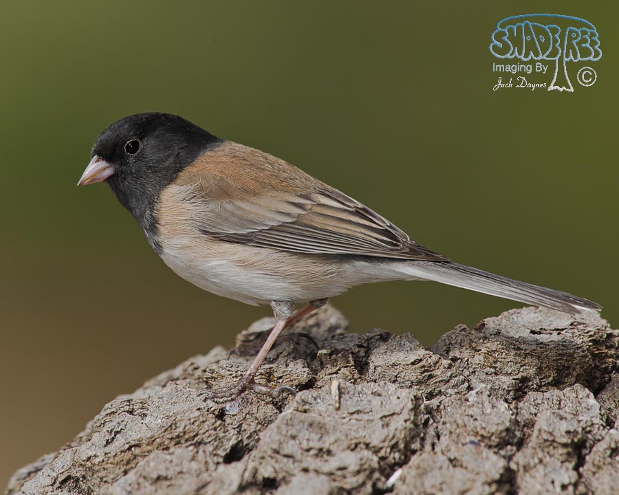Dark-Eyed Junco - Junco hyemalis