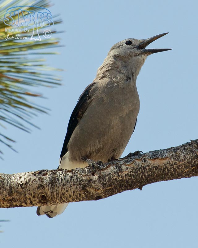 Clark's Nutcracker - Nucifraga columbiana