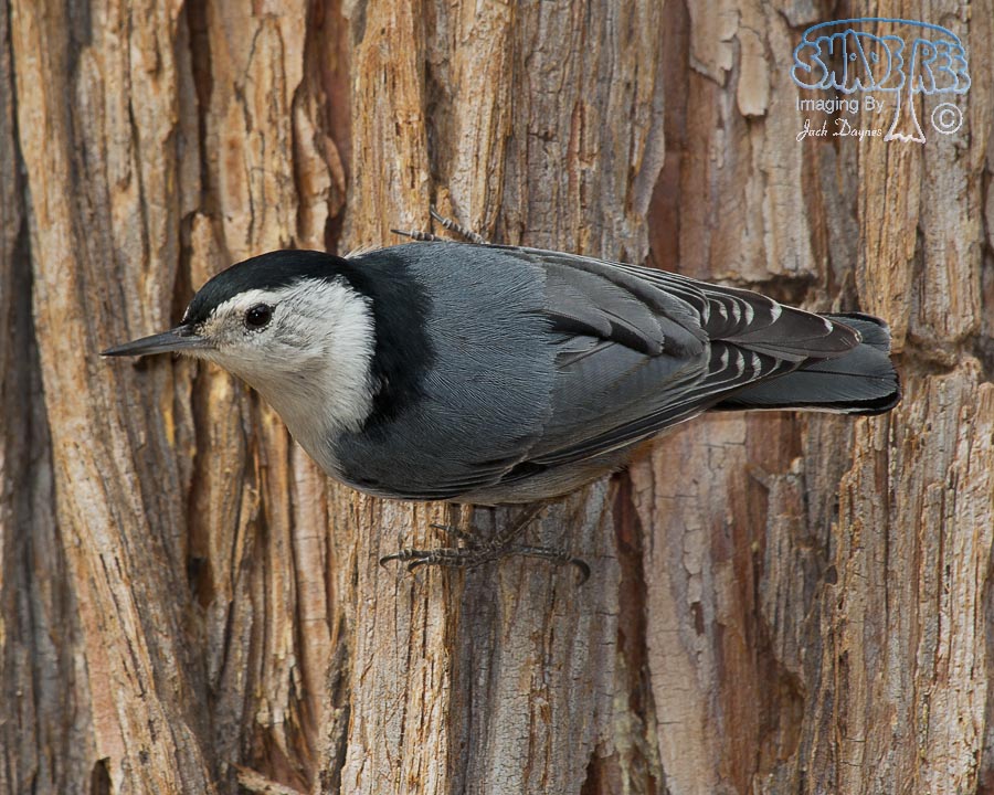 White-Breasted Nuthatch - Sitta carolinensis
