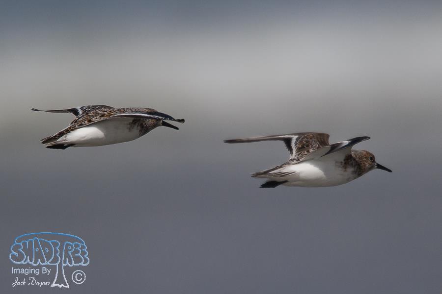 Sanderling - Calidris alba