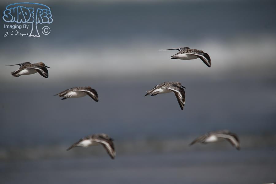 Sanderling - Calidris alba