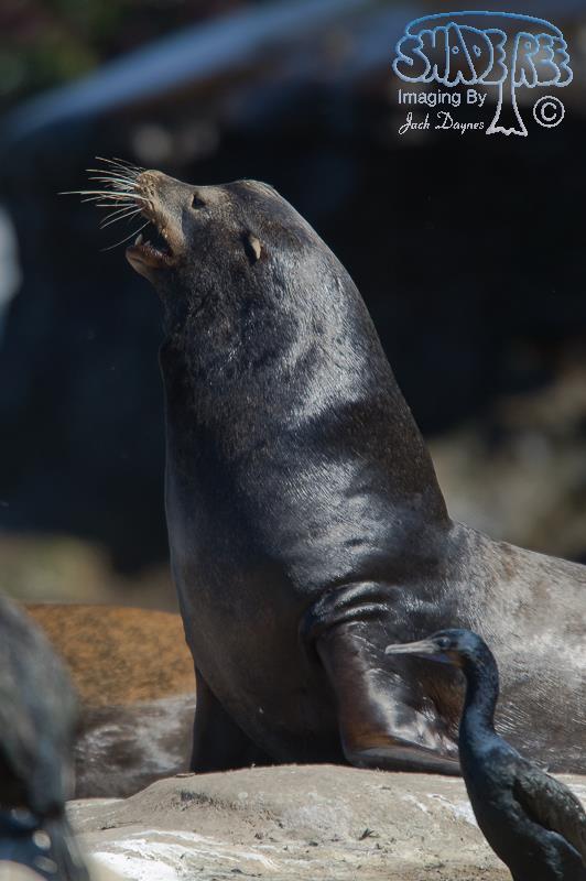 California Sea Lion - Zalophus californianus