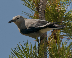 2014 Early August With Birds at June Lake